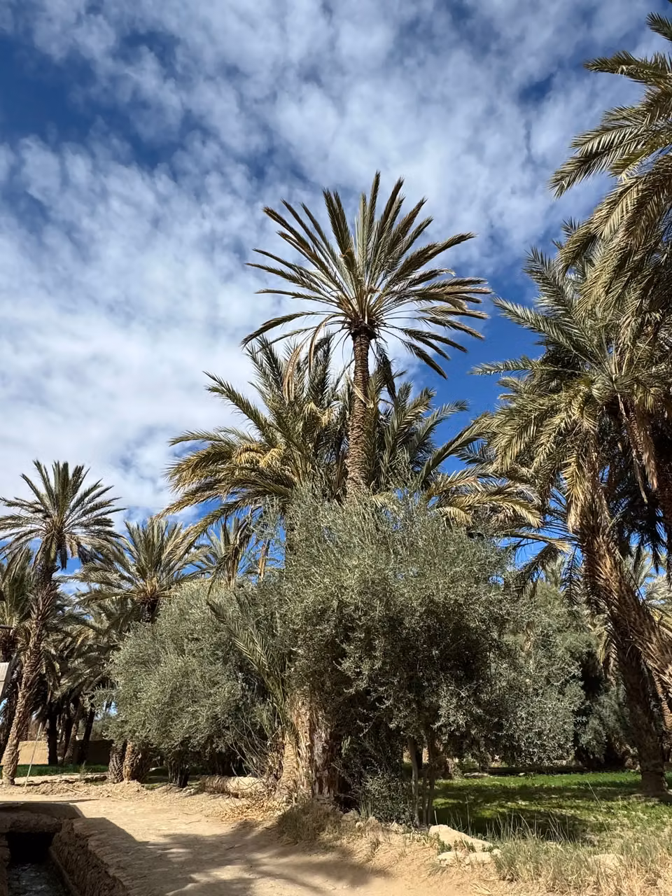 Marrakech palm grove