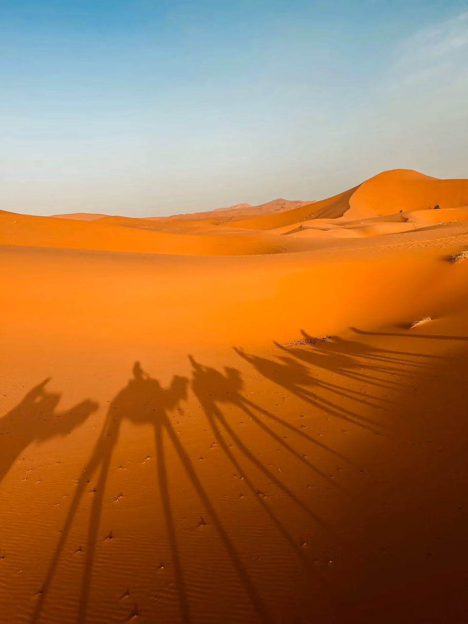 Camel caravan