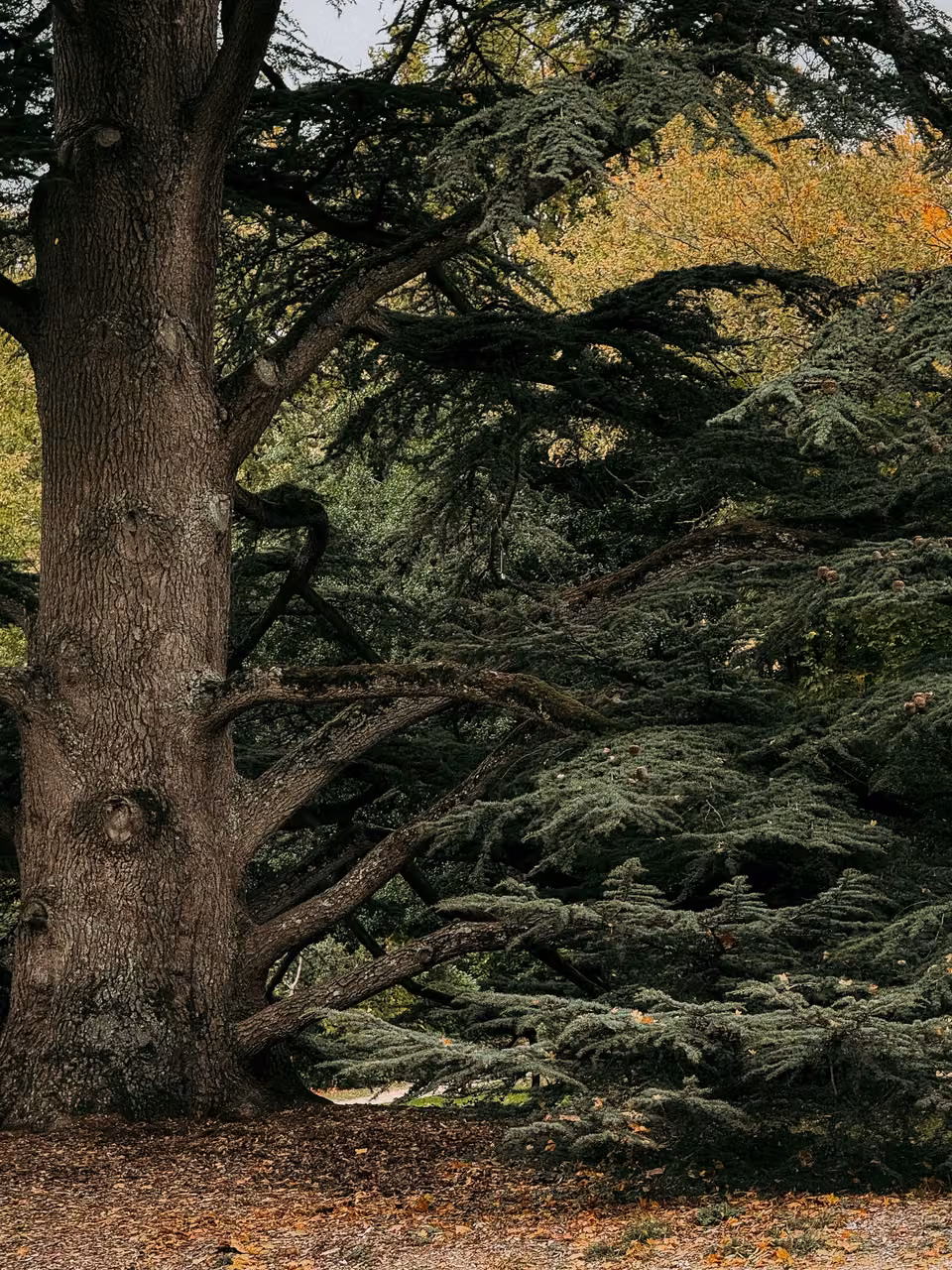 Bosques de Cedros